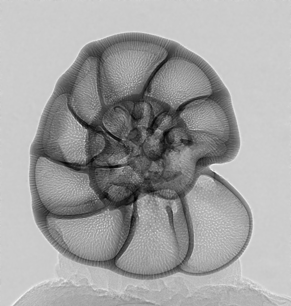 The microscopic shell of Ammonia tepida. Smaller than a grain of sand, this shell is made by a single-celled organism called a ‘foraminifera’.  This picture was taken using X-rays from a synchrotron particle accelerator (Diamond, Oxford), and reveals the fantastic complexity inside the shell.